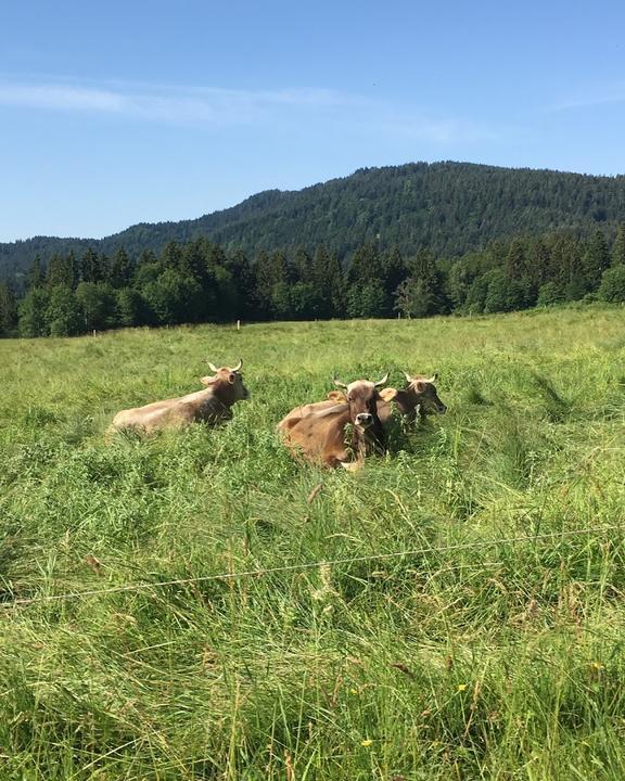 Zum Postwirt Scheffau